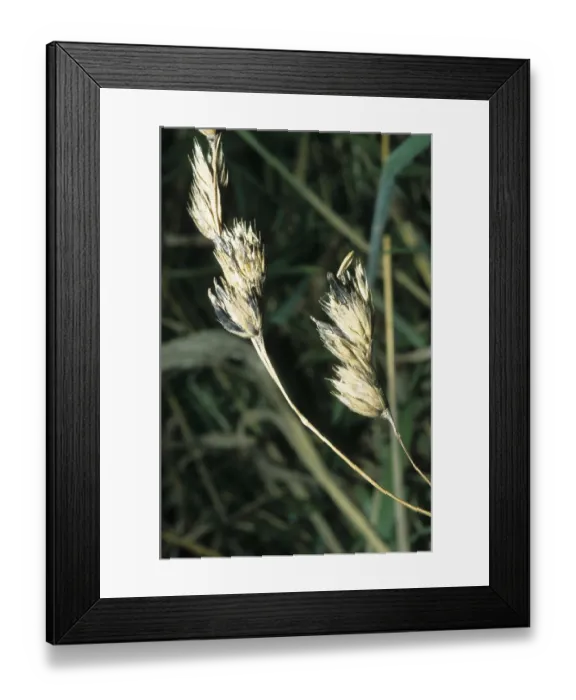 Framed Print : Ergot (Claviceps purpurea on Dactylis glomerata) Framed Print : Ergot (Claviceps purpurea on Dactylis glomerata)