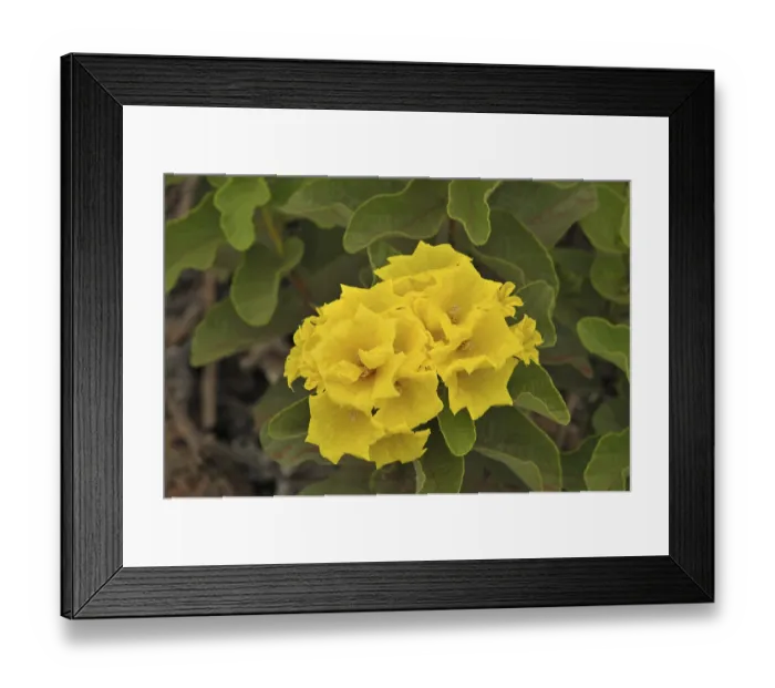 Framed Print : Yellow cordia (Cordia lutea)