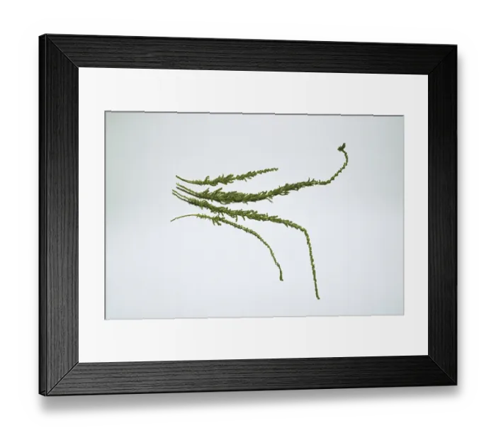 Framed Print : Fabiana, leaf drug (Fabiana imbricata) Framed Print : Fabiana, leaf drug (Fabiana imbricata)
