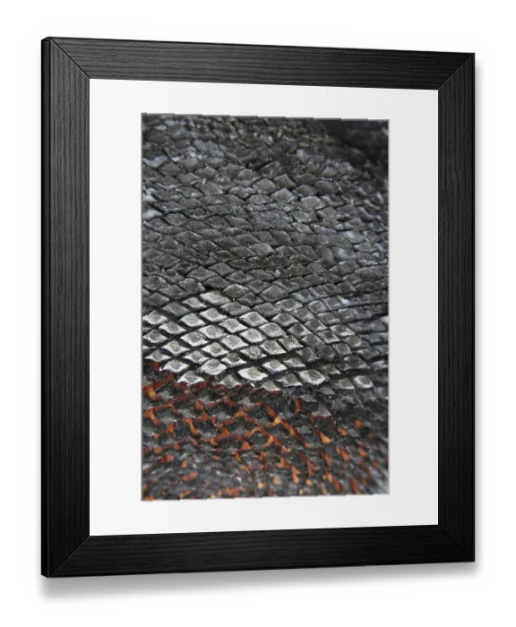 Framed Print : Grass tree bark (Xanthorrhoea australis) Framed Print : Grass tree bark (Xanthorrhoea australis)