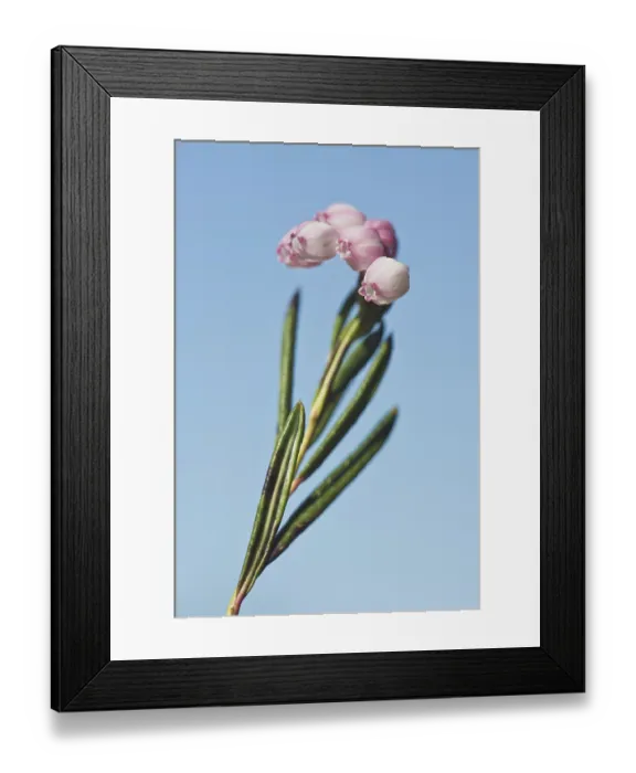 Framed Print : Lavender heather (Pieris)