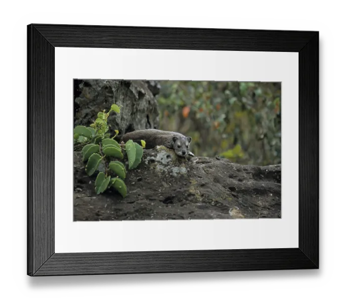 Framed Print : Klippschliefer (Procavia sp.)