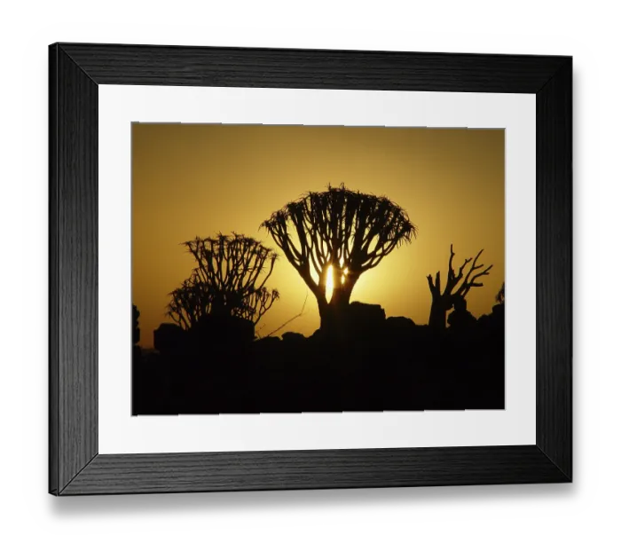 Framed Print : Quiver tree (Aloe dichotoma)