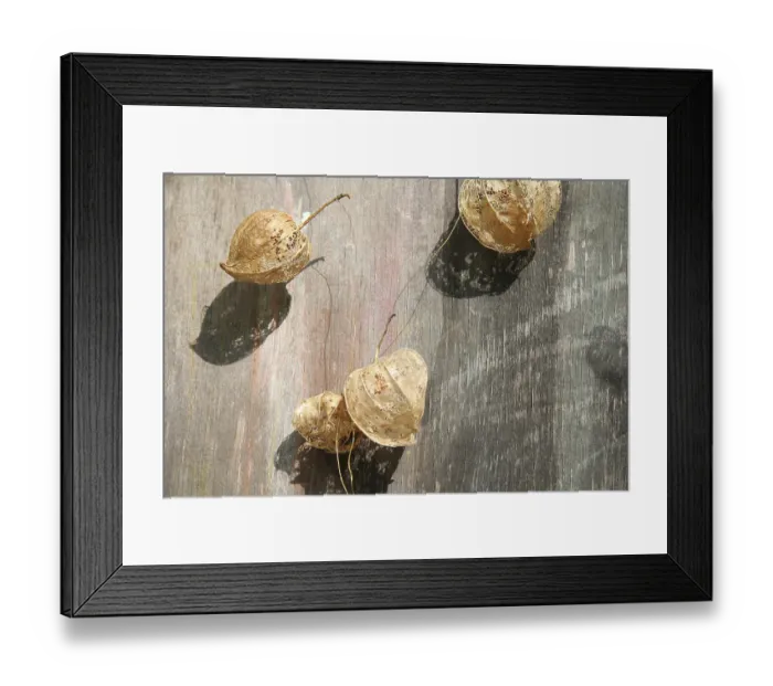 Framed Print : Wild bladder cherry, Jewish cherry (Physalis alkekengi)