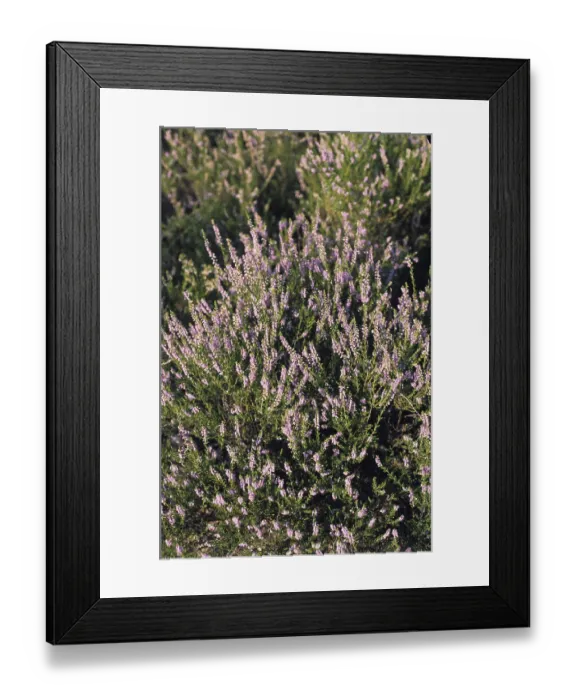 Framed Print : Heather (Calluna vulgaris) Framed Print : Heather (Calluna vulgaris)