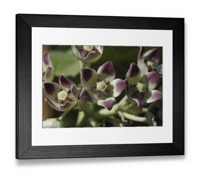 Framed Print : Nightshade species in Malawi (Solanum sp.)