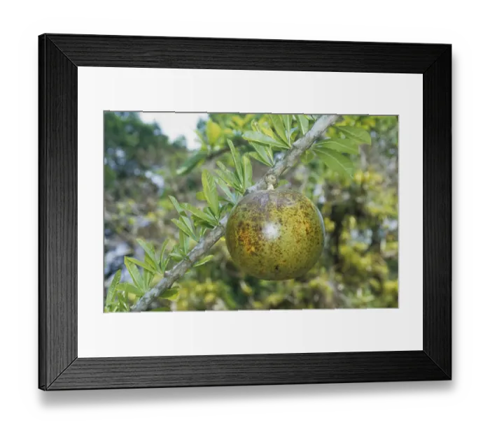 Framed Print : Calabash tree (Crescentia alata) Framed Print : Calabash tree (Crescentia alata)