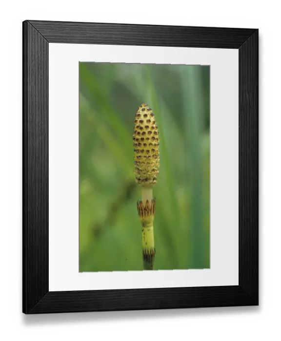 Framed Print : Field horsetail (Equisetum arvense)