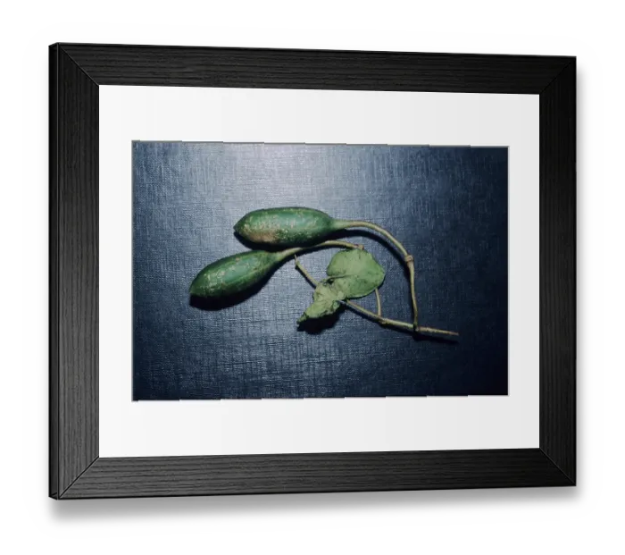 Framed Print : Caper fruit (Capparis spinosa)
