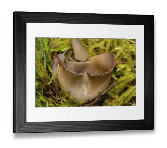 Framed Print : Black and white ribbed cup lobelia (Helvella leucomelaena)