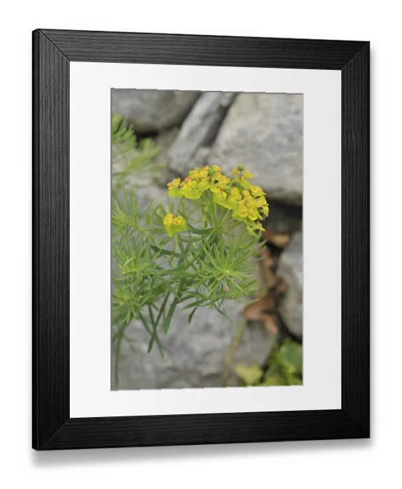 Framed Print : Cypress spurge (Euphorbia cyparissias) Framed Print : Cypress spurge (Euphorbia cyparissias)