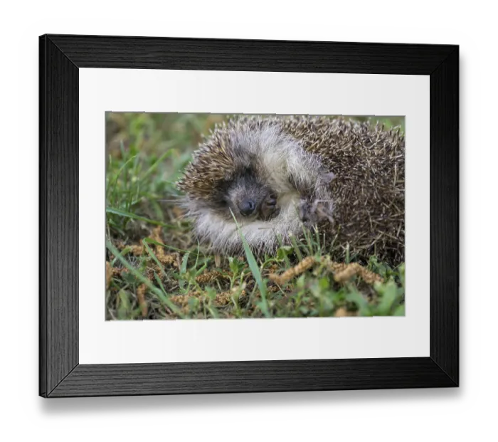Framed Print : A hedgehog is sleeping in the garden