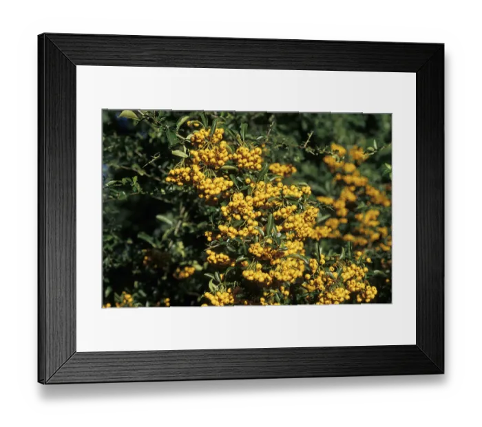 Framed Print : Mediterranean firethorn (Pyracantha coccinea) Framed Print : Mediterranean firethorn (Pyracantha coccinea)