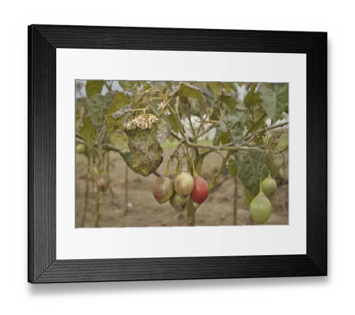 Framed Print : Tamarillo (Solanum betaceum)