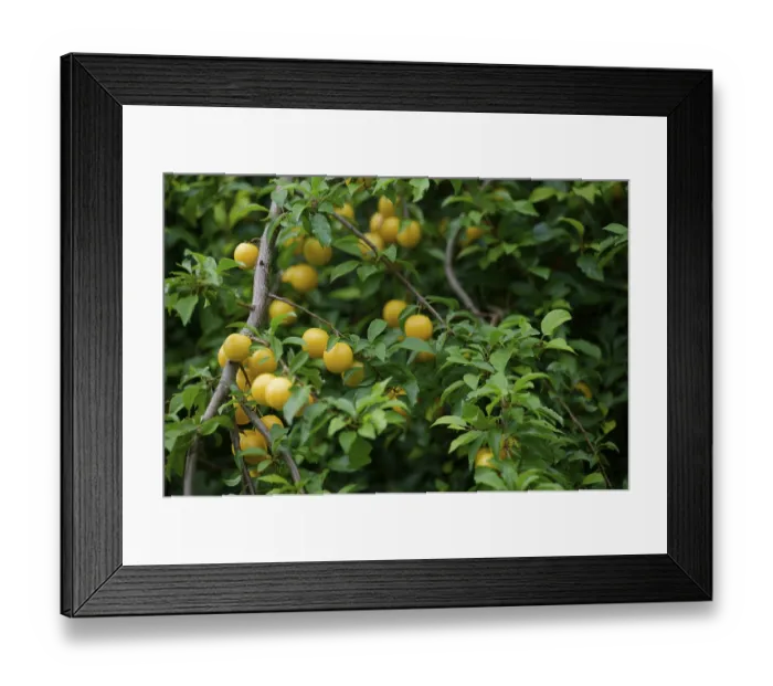 Framed Print : Harvested Mirabelle plum (Prunus domestica) Framed Print : Harvested Mirabelle plum (Prunus domestica)