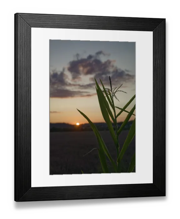 Framed Print : Corn field at dusk, sunset, clouds Framed Print : Corn field at dusk, sunset, clouds