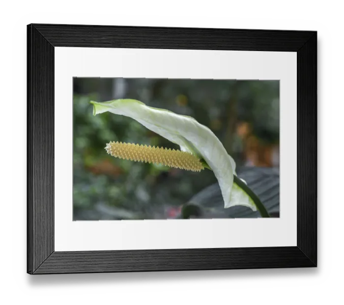 Framed Print : Centre Parcs, flamingo flower (Anthurium)