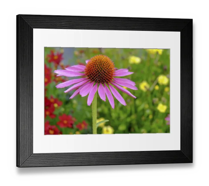Framed Print : Purple coneflower (Echinacea purpurea)