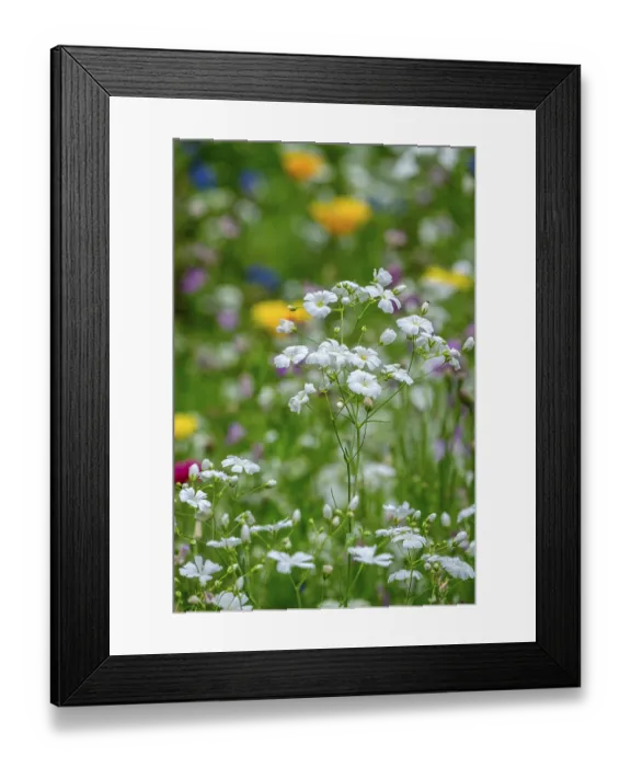 Framed Print : Summer gypsophila (Gypsophila elegans)
