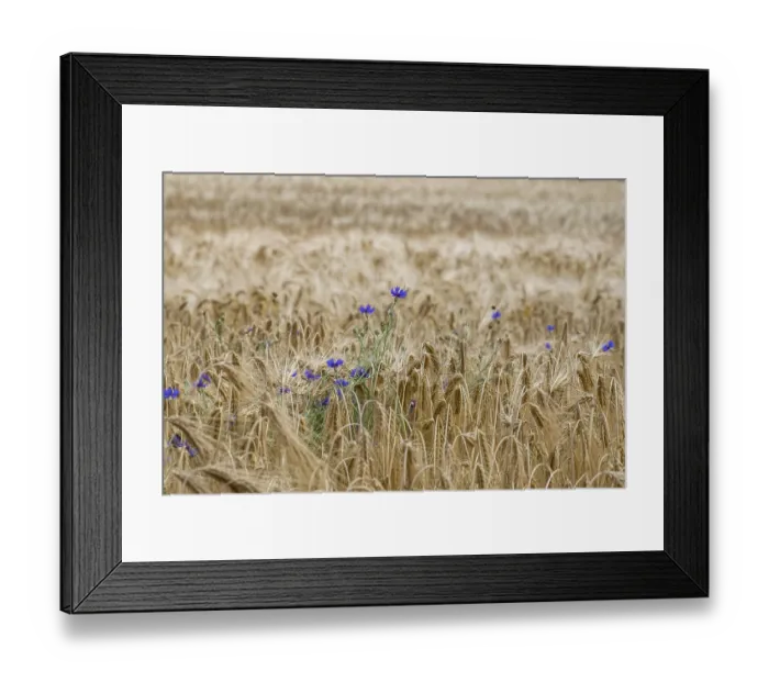 Framed Print : Cereal field with cornflowers, Munsterland