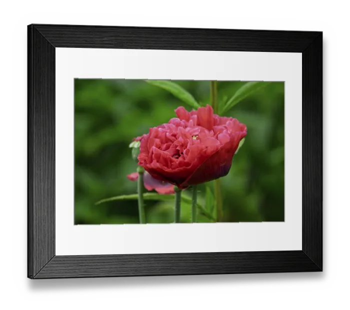 Framed Print : Double poppies (Papaver), North Rhine-Westphalia
