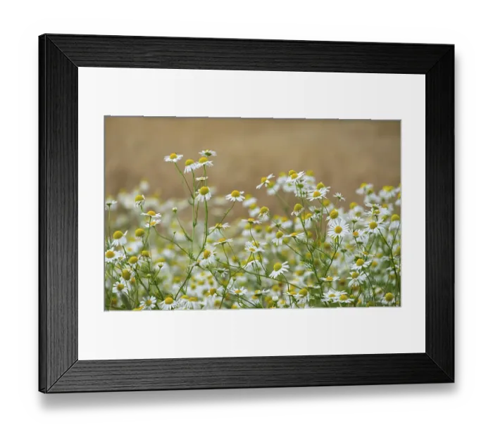 Framed Print : Matricaria chamomilla (Matricaria chamomilla) at the edge of a field