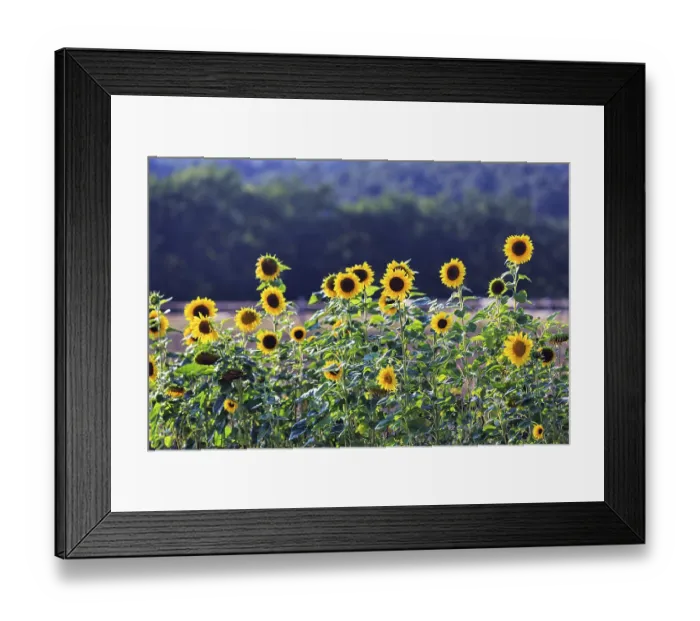 Framed Print : Common sunflowers (Helianthus annuus) in a field for self-pickers