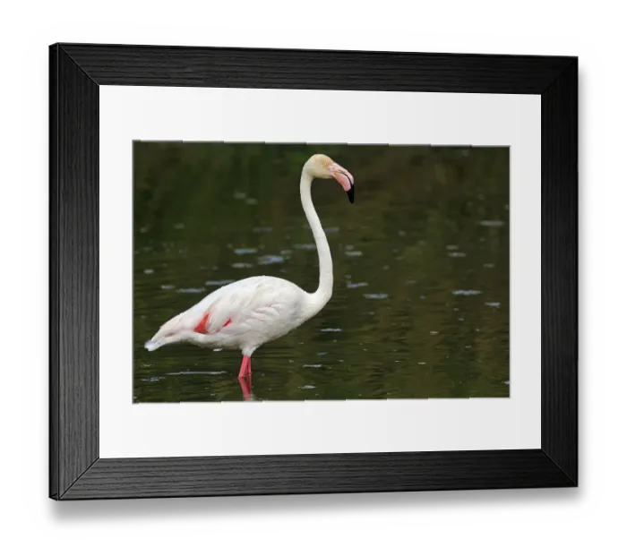 Framed Print : Pink flamingo (Phoenicopterus roseus)