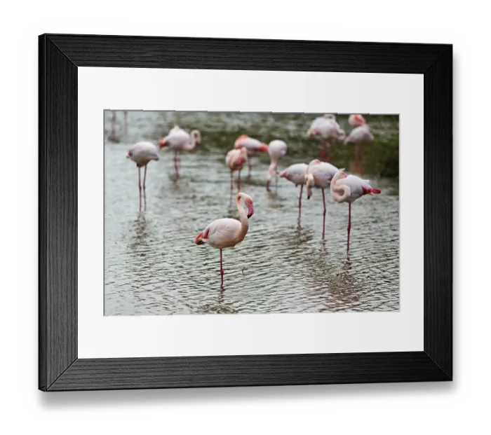 Framed Print : Pink flamingos (Phoenicopterus roseus)