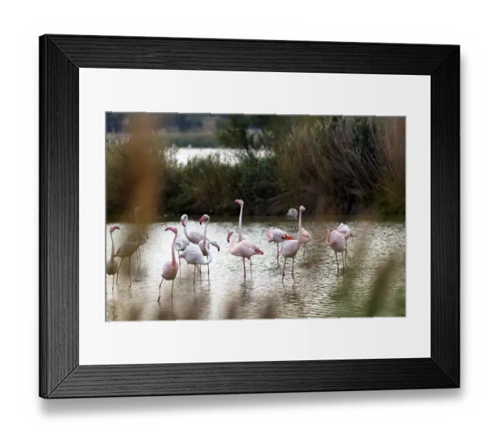 Framed Print : Pink flamingos (Phoenicopterus roseus)