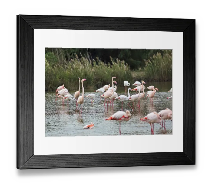 Framed Print : Pink flamingos (Phoenicopterus roseus)