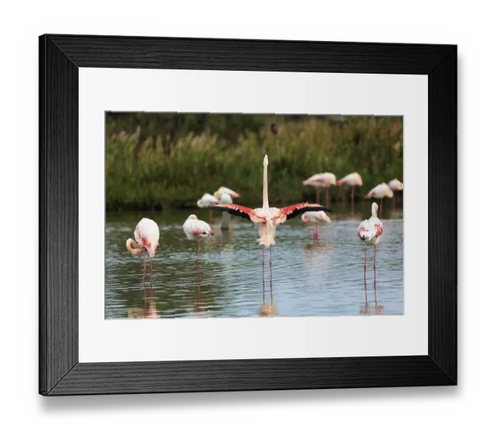 Framed Print : Pink flamingos (Phoenicopterus roseus) Framed Print : Pink flamingos (Phoenicopterus roseus)