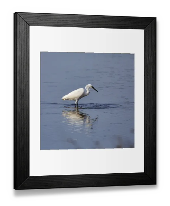 Framed Print : Little Egret (Egretta garzetta) in the pond