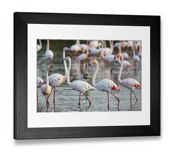Framed Print : Pink flamingos (Phoenicopterus roseus)