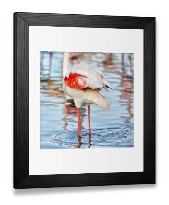 Framed Print : Pink flamingo (Phoenicopterus roseus) Framed Print : Pink flamingo (Phoenicopterus roseus)