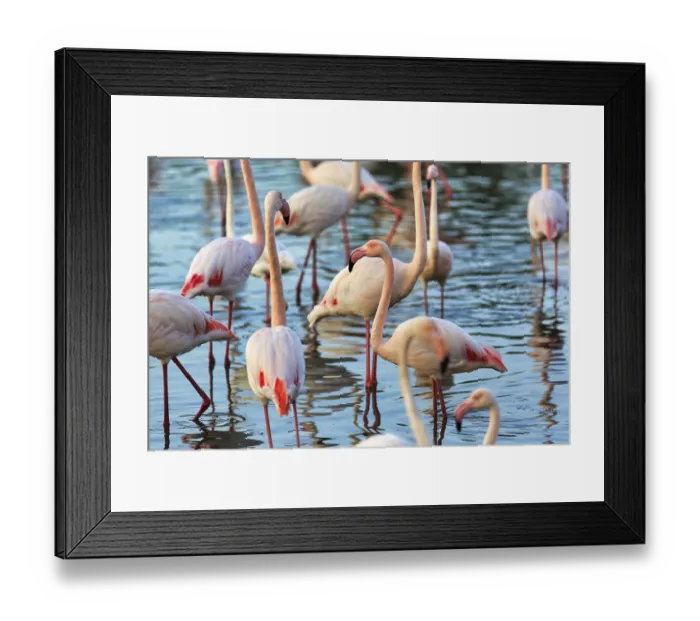 Framed Print : Pink flamingos (Phoenicopterus roseus)