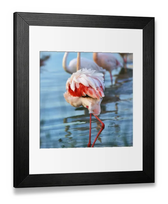 Framed Print : Pink flamingo (Phoenicopterus roseus) Framed Print : Pink flamingo (Phoenicopterus roseus)