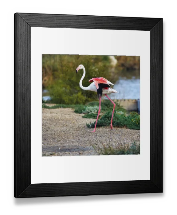 Framed Print : Pink flamingo (Phoenicopterus roseus) at the pond