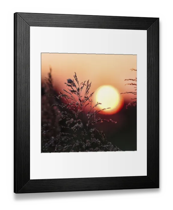 Framed Print : Reed (Phragmites australis), flower panicles in a marshy area Framed Print : Reed (Phragmites australis), flower panicles in a marshy area