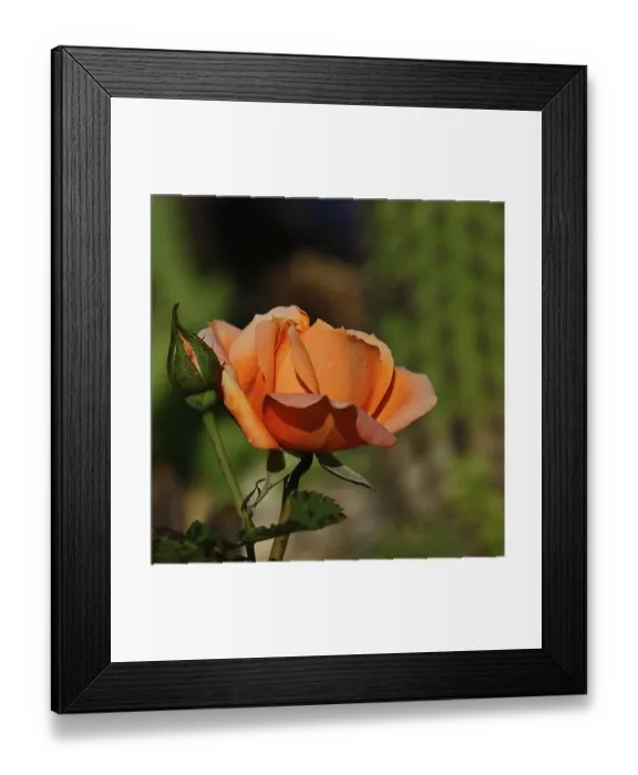 Framed Print : Rose (Rosa sp.), orange blossom in a garden