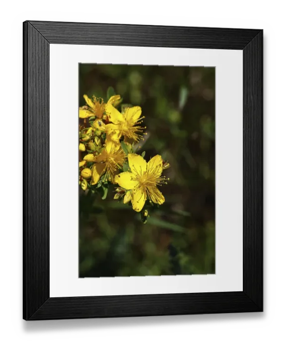 Framed Print : Common St John's wort (Hypericum perforatum) Framed Print : Common St John's wort (Hypericum perforatum)
