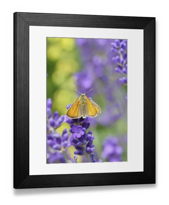 Framed Print : Large skipper (Ochlodes venatus) Framed Print : Large skipper (Ochlodes venatus)