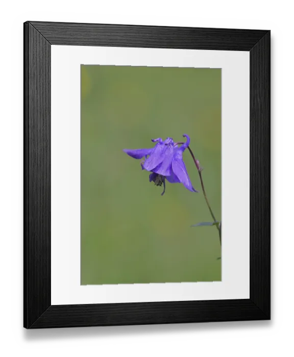 Framed Print : Columbine (Aquilegia vulgaris)