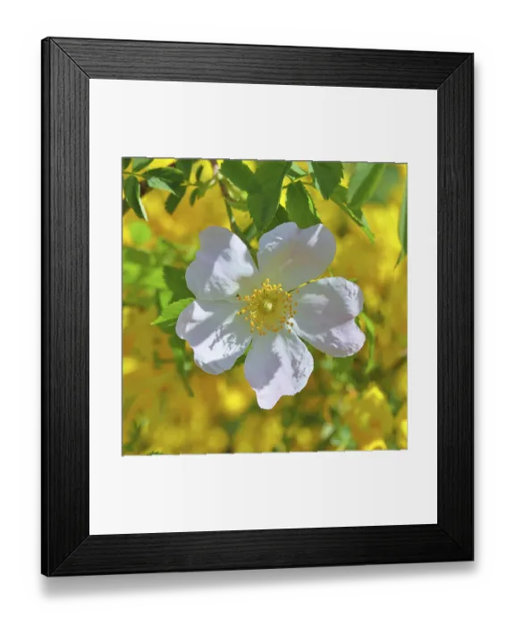 Framed Print : Dog rose (Rosa canina), wild rose Framed Print : Dog rose (Rosa canina), wild rose