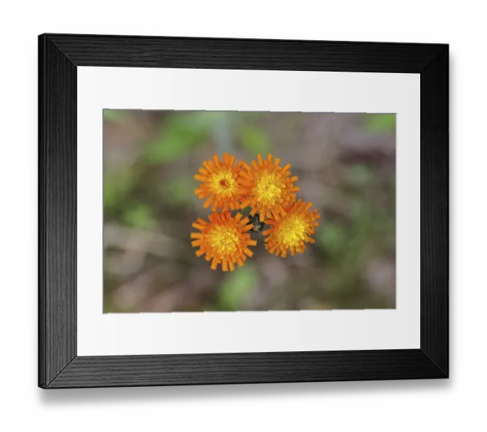 Framed Print : Orange hawkweed, orange-red hawkweed (Hieracium aurantiacum) Framed Print : Orange hawkweed, orange-red hawkweed (Hieracium aurantiacum)