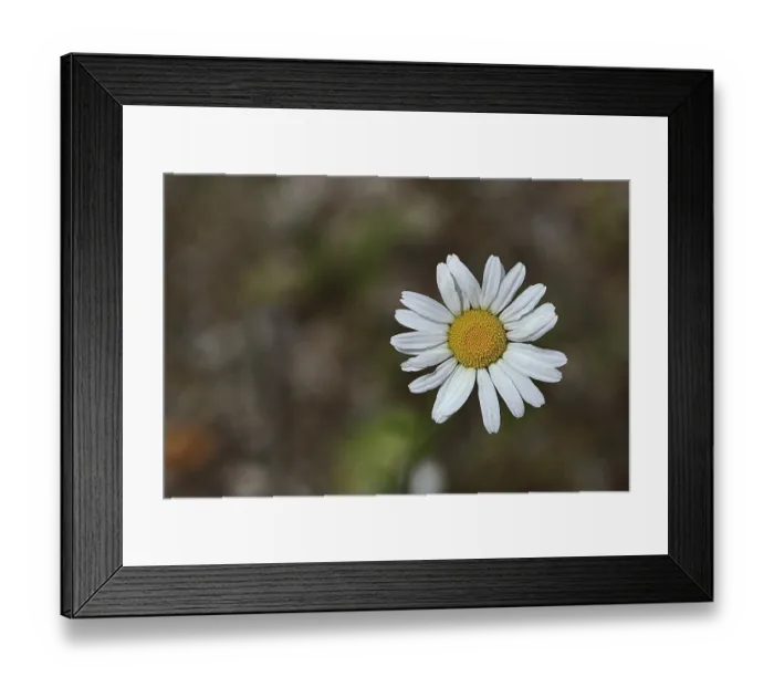 Framed Print : Daisy (Leucanthemum vulgare), flower in a meadow