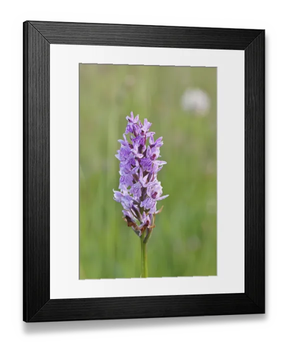 Framed Print : Moorland spotted orchid (Dactylorhiza maculata)