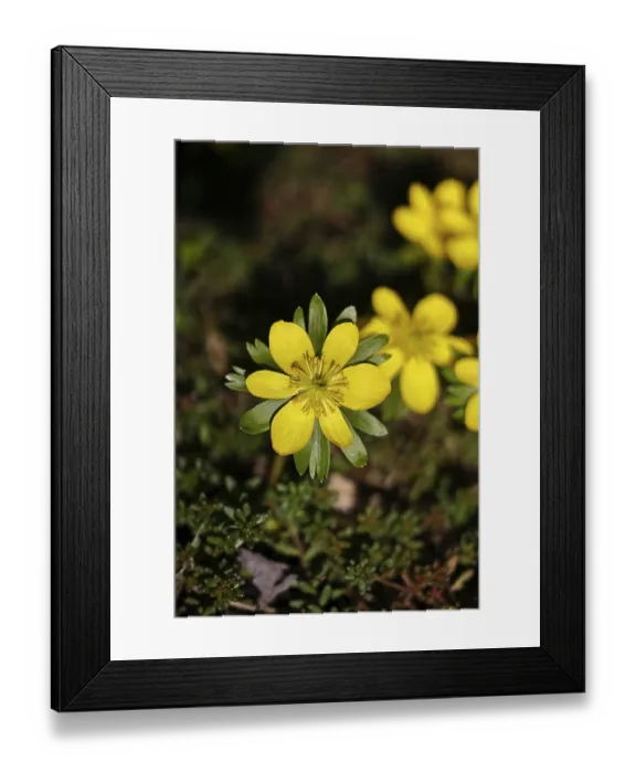 Framed Print : Winter aconites (Eranthis hyemalis) Framed Print : Winter aconites (Eranthis hyemalis)