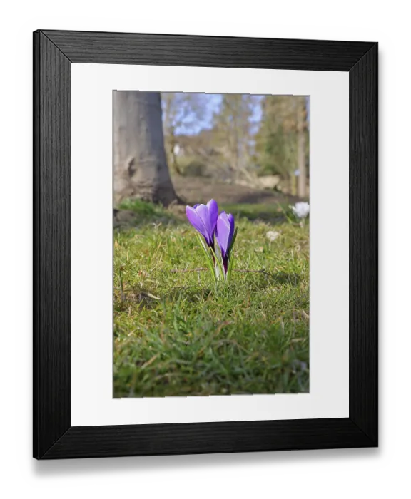 Framed Print : Violet crocus (Crocus neapolitanus)