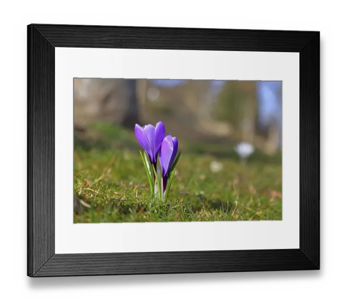Framed Print : Violet crocus (Crocus neapolitanus)